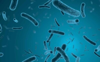 ¿Qué bacterias hay en la boca?